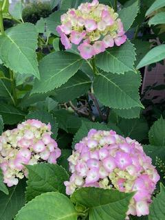 IMG_3605.jpg